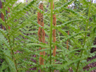 cinnamon fern